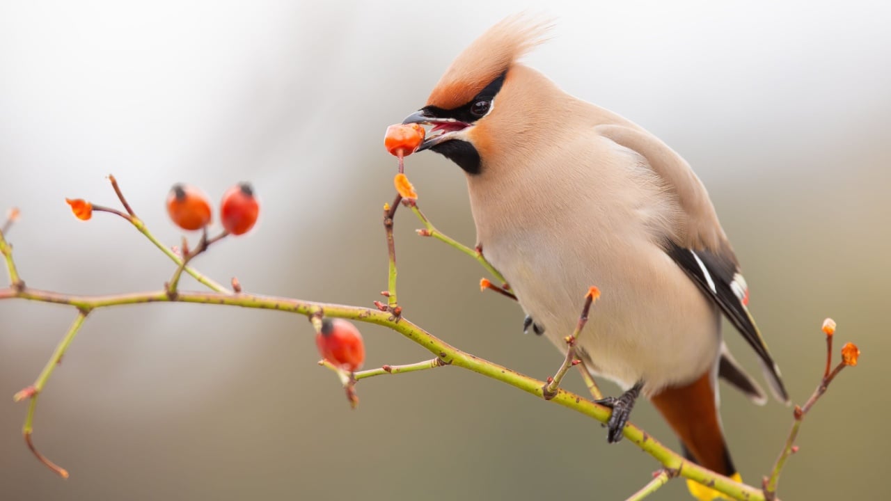 Bohemian waxwing eating frozen rosehip from bush in winter
