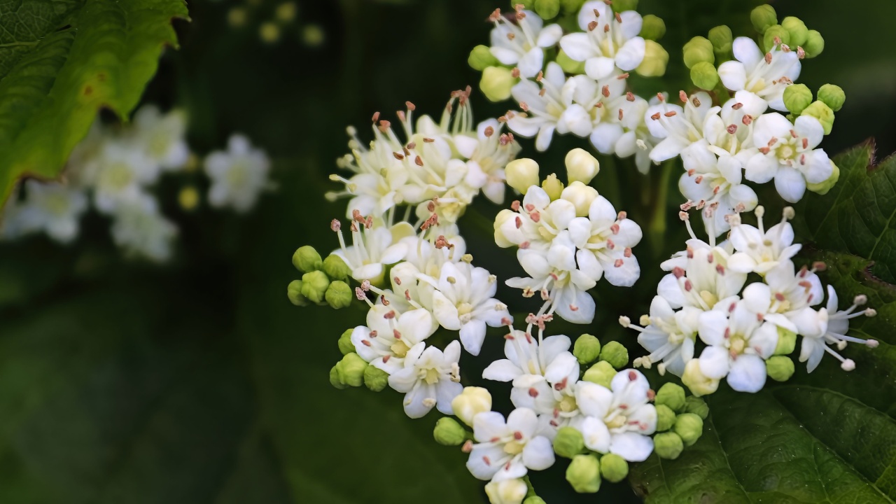 Macro of flowers on a Arrowwood viburnum shrub