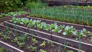 Organic vegetable garden: strawberry beds, garlic, cabbage.