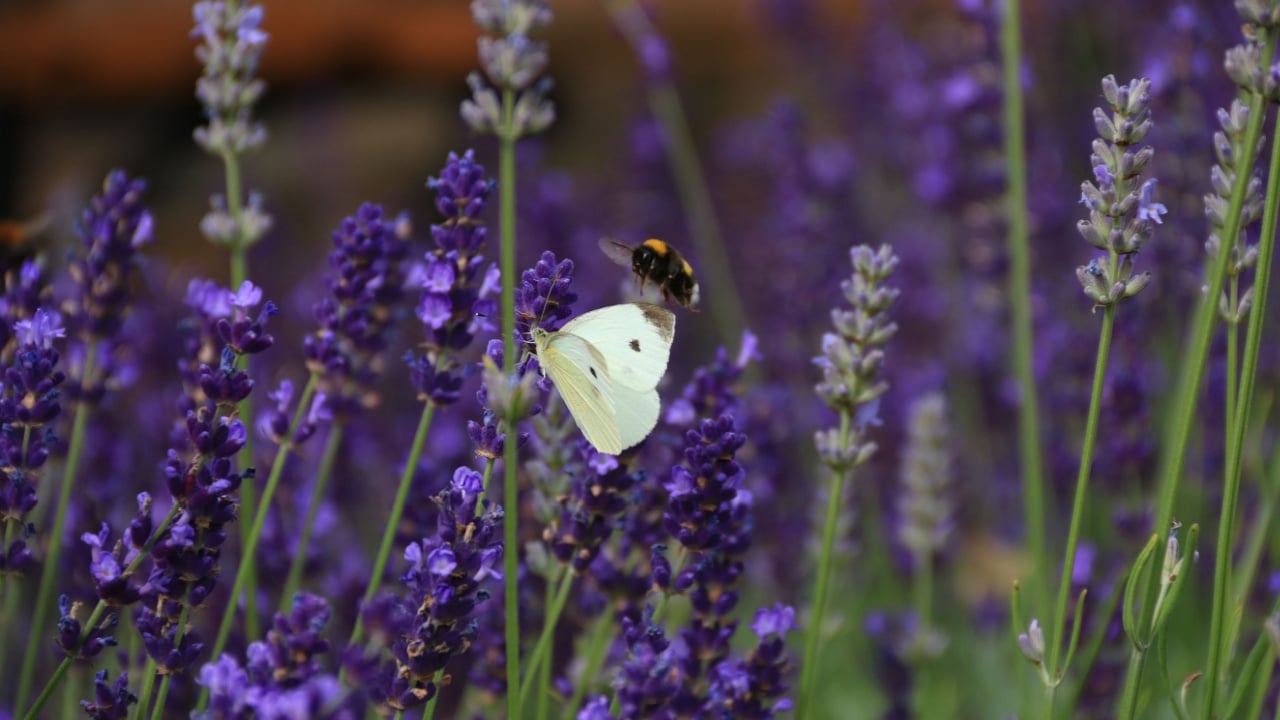 Cabbage leafhopper and bumblebee in a background of lavender