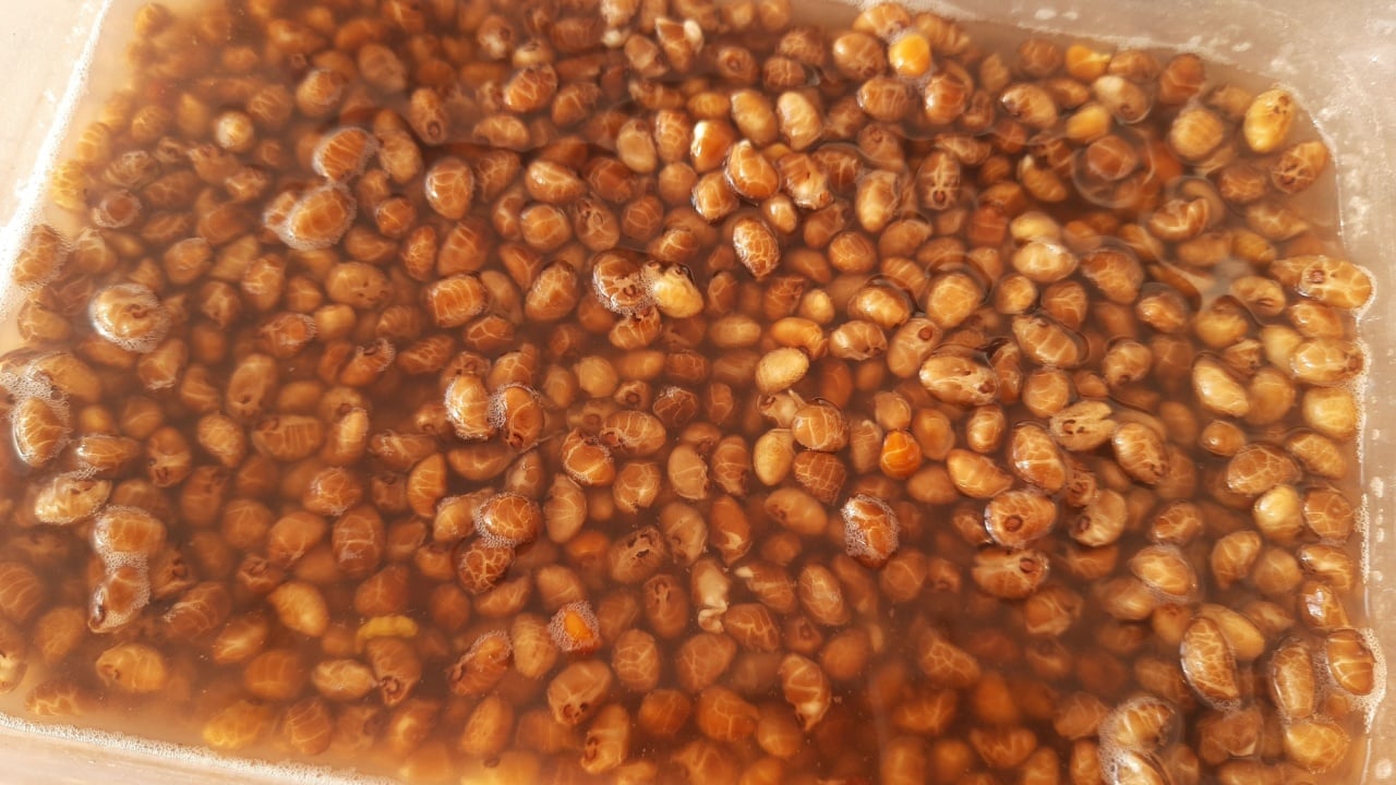 water spinach seeds soaked before sowing