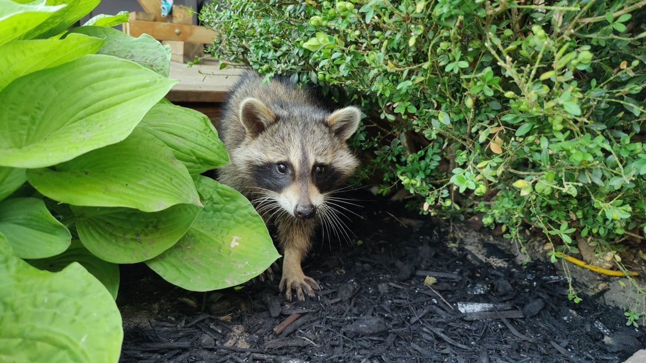 A curious and friendly baby raccoon found out back in Ontario, Canada