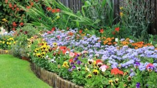 Blue Ageratum Flowers Blooming In A Mixed Garden Border