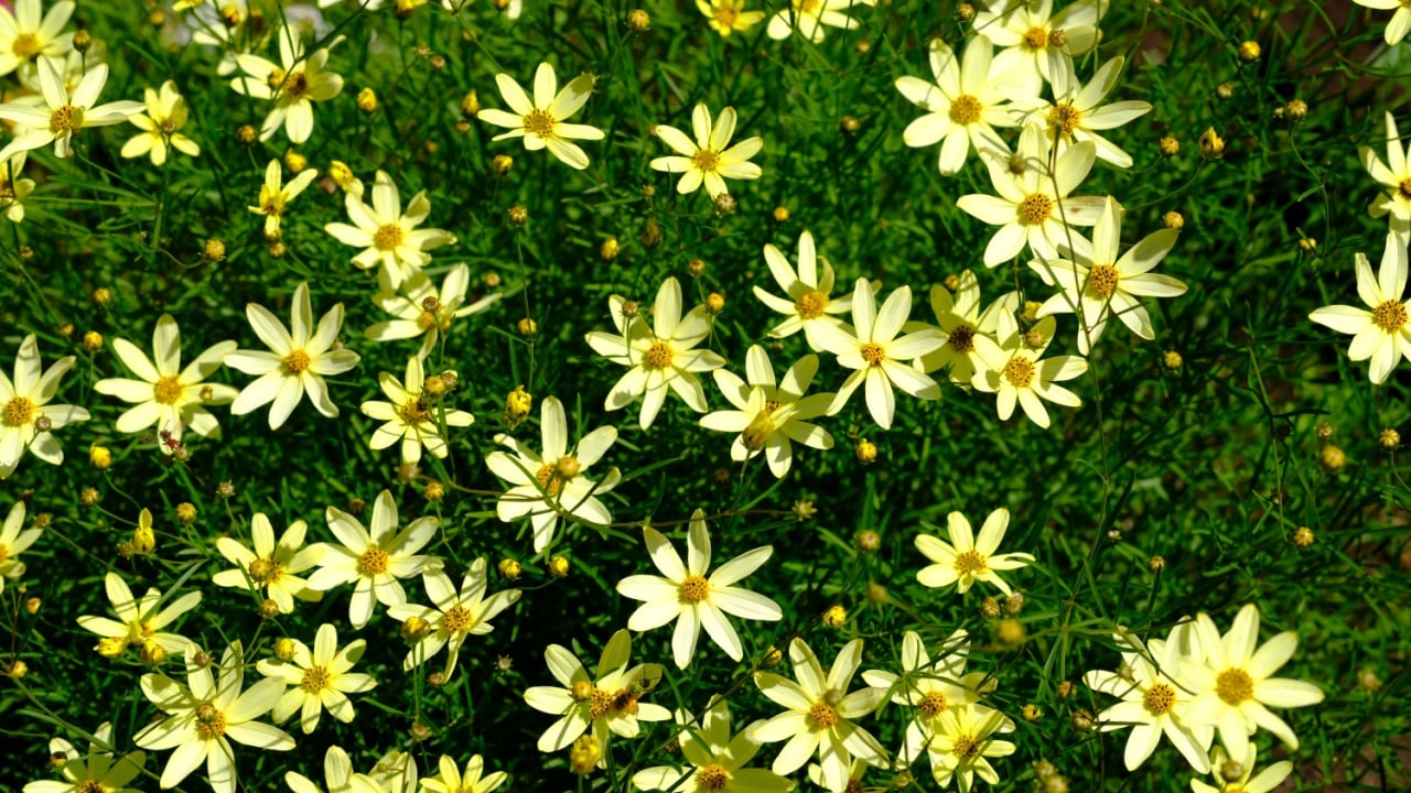 Abundant and lovely pale yellow flowers of a tickseed (Coreopsis verticillata &lsquo;Moonbeam&rsquo;) in a Glebe garden, Ottawa, Ontario, Canada.