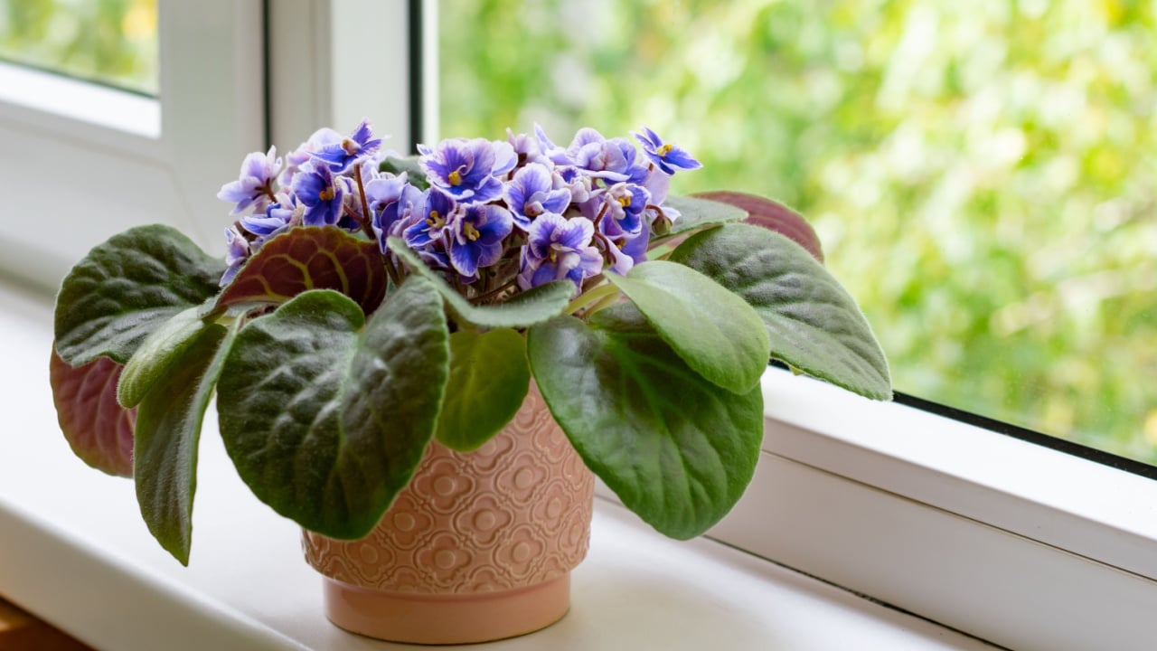 African violet flower saintpaulia in bloom as decoration for windowsill and home.