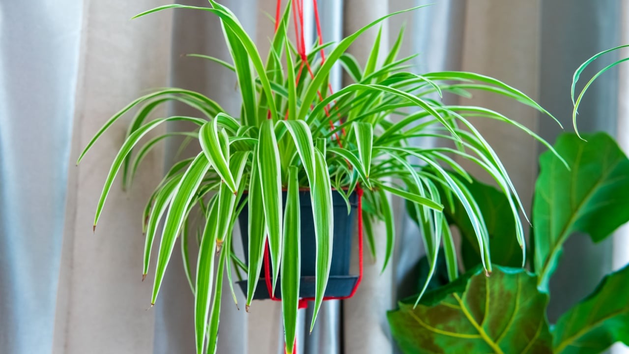 Chlorophytum comosum, Spider plant in white hanging pot basket, Air purifying plants for home, Indoor houseplant, Houseplants With Health Benefits concept