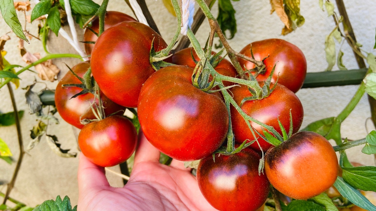 Big bunch of Organic Black krim tomatoes fruits
