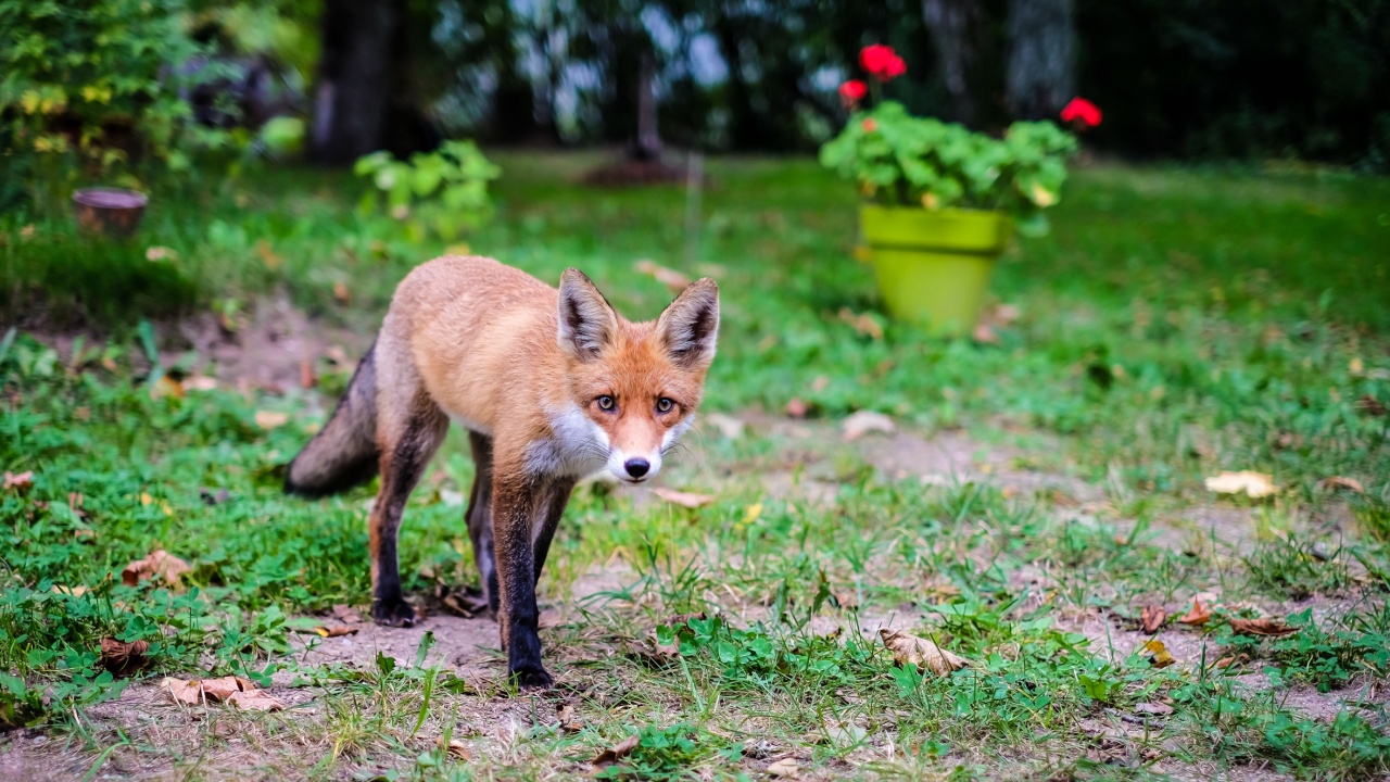 A beautiful young fox walks in the yard of a private house. Selective focus
