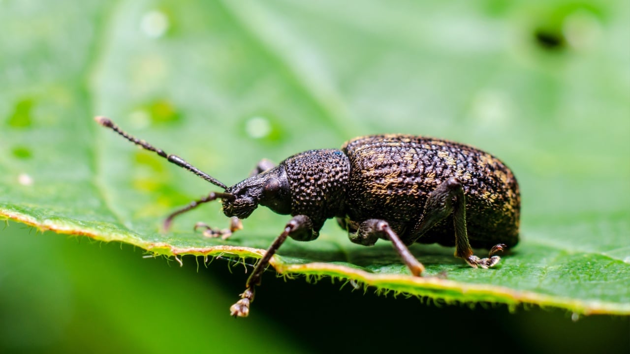 Black vine weevil (Otiorhynchus sulcatus) is an insect native to Europe but common in North America as well. It is a pest of many garden plants.