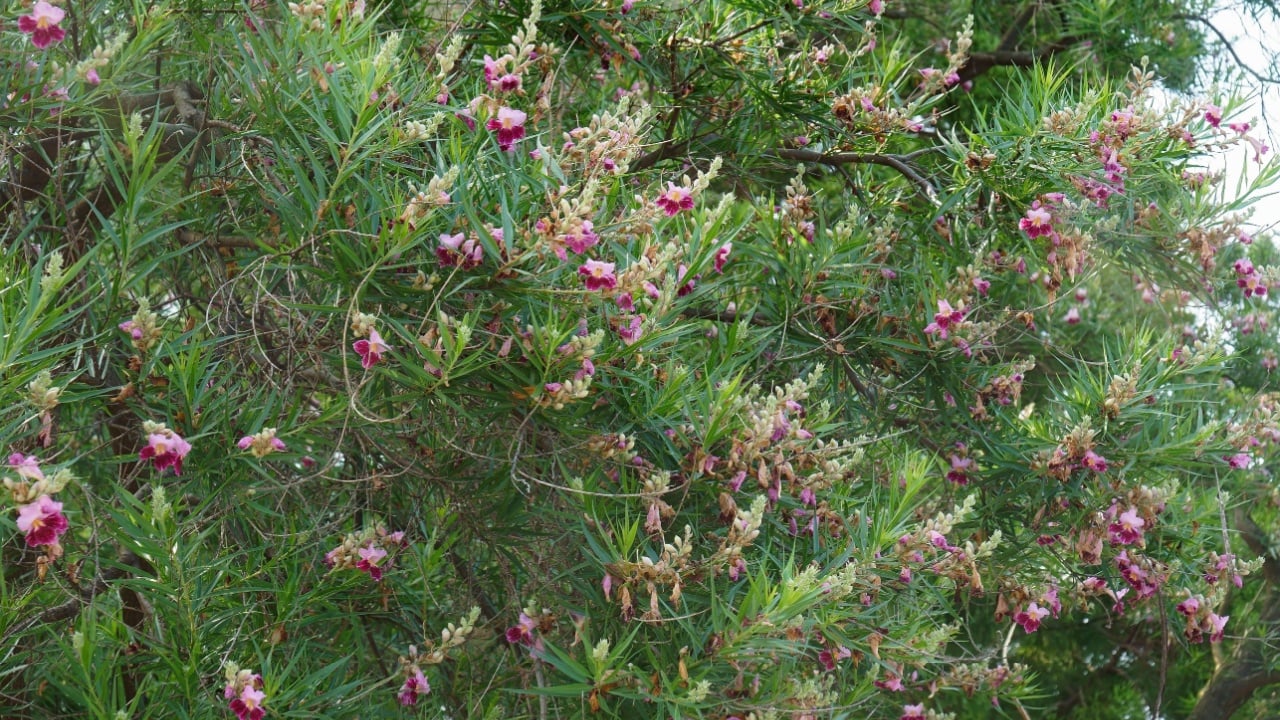 Desert willow tree (Chilopsis linearis)
