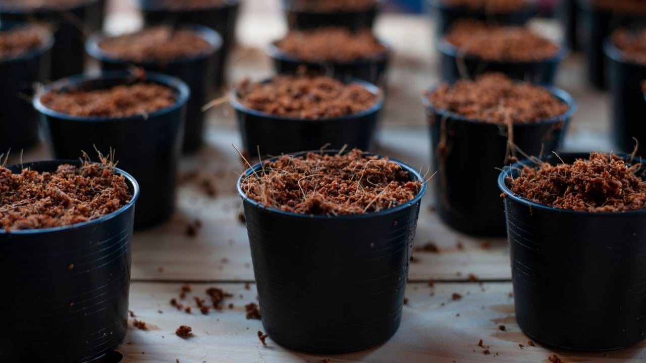 material for planting seeds (soil, organic manure, coconut coir husk fiber) in plastic pots.