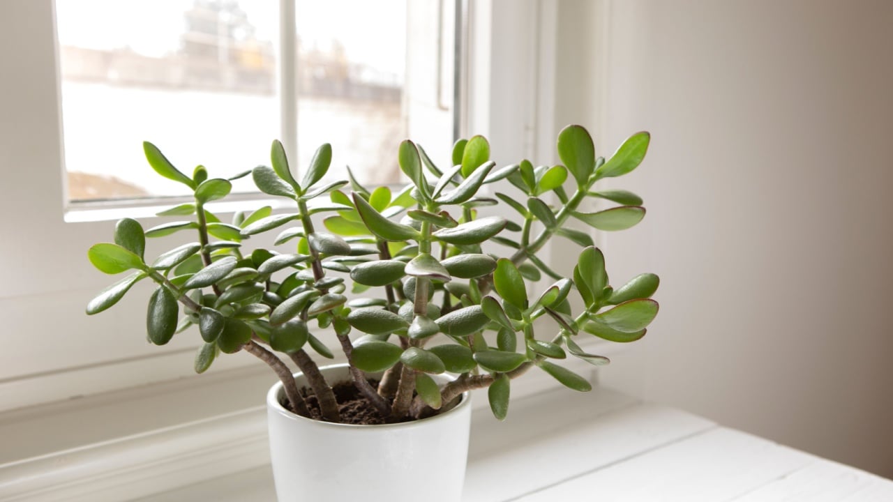 Crassula ovata, jade plant close-up. House plant in pot on the table by the window. Lush, fresh green leaves of houseplant. Succulent in home garden.