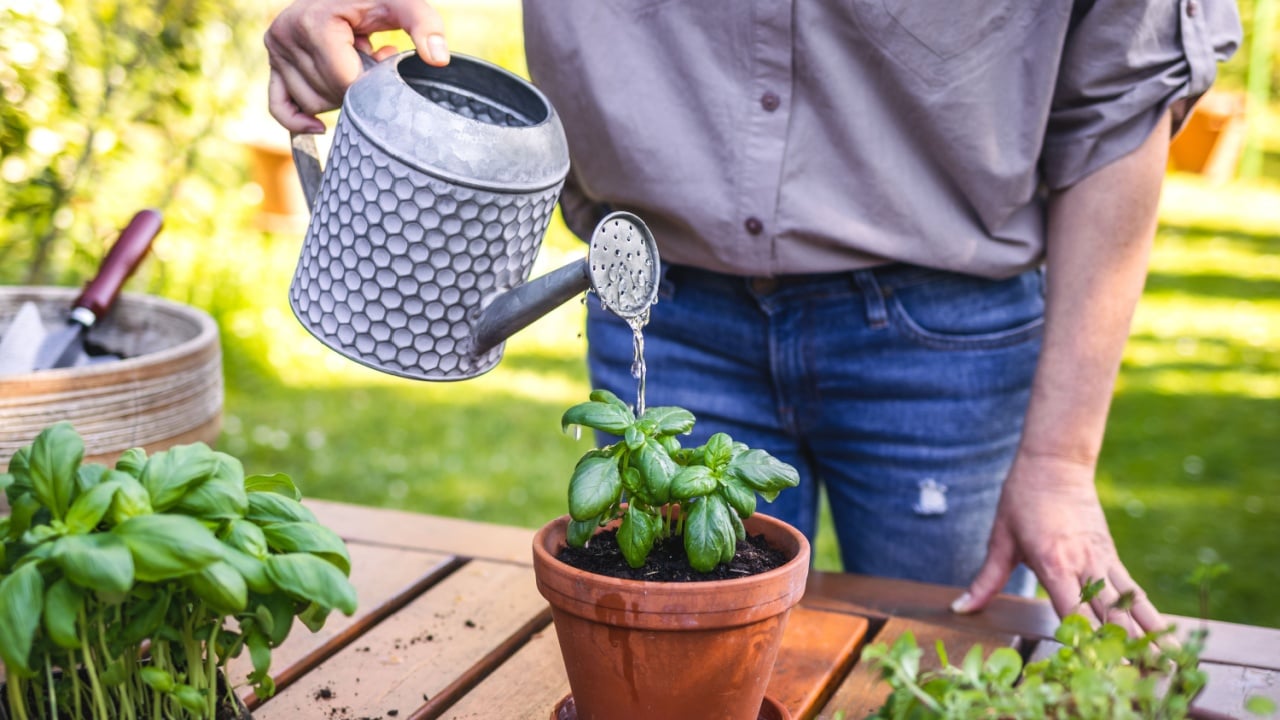Planting and gardening in garden at spring. Woman watering planted basil herb in flower pot on table. Organic herbal garden