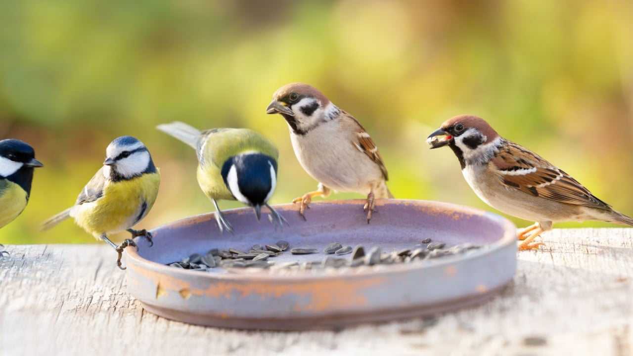 Group of little birds perching on a bird feeder with sunflower seeds
