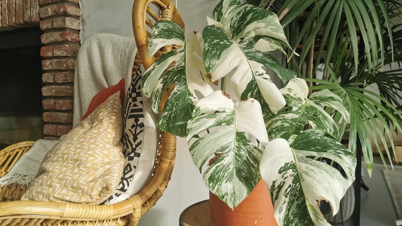 Monstera albo borsigiana or variegated monstera houseplant. Highly variegated full plant in an urban jungle interior. Expensive and rare plant.