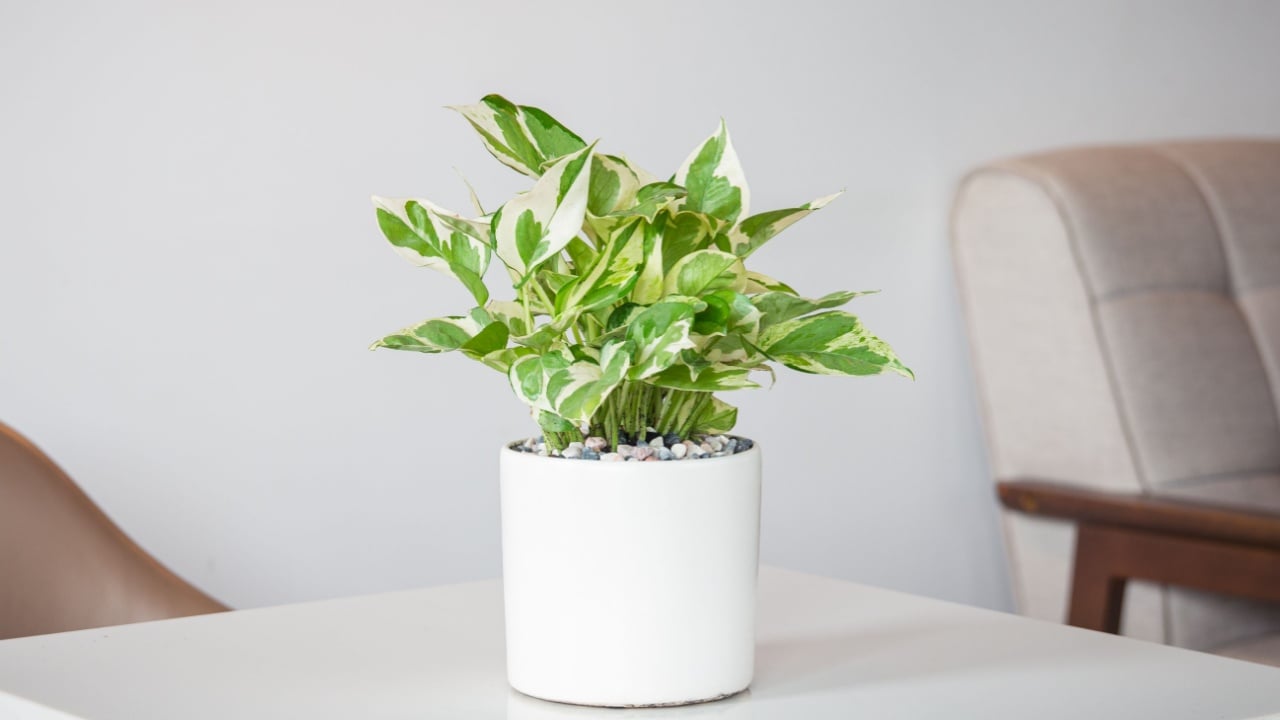 Epipremnum Marble Queen,(Epipremnum pinnatum Njoy, Pothos NJoy, Epipremnum aureum) in white ceramic pot decoration in the living room. The concept of minimalism. Houseplant care concept.