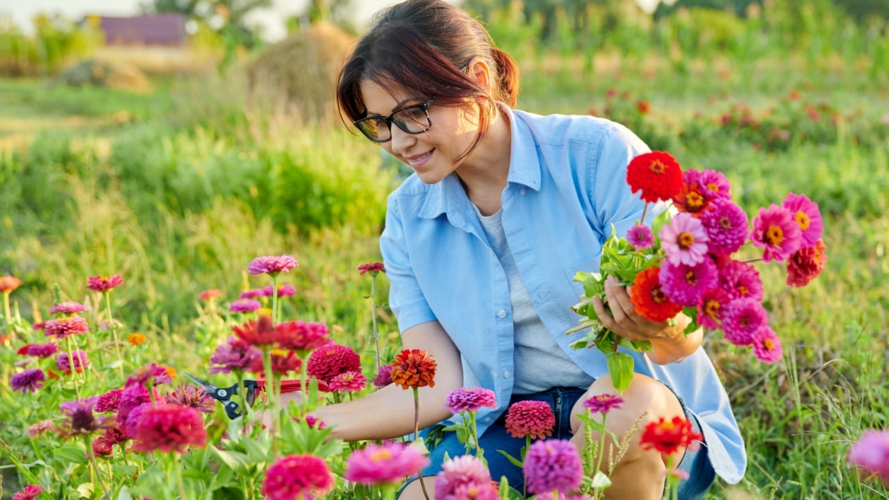 Middle-aged woman with garden shears picking bouquet of zinnia flowers