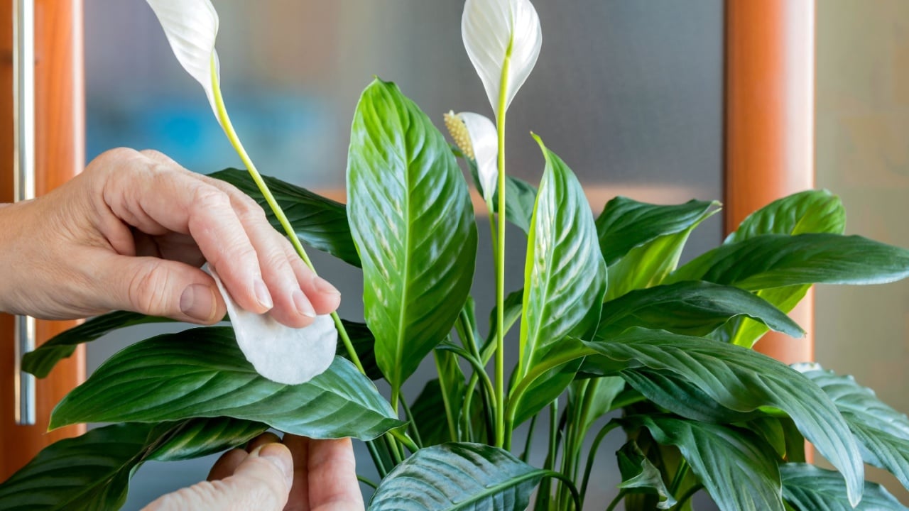 A woman's hand takes care of a home ornamental plant Spathiphyllum, wipes the leaves from dust with a damp cotton pad. 