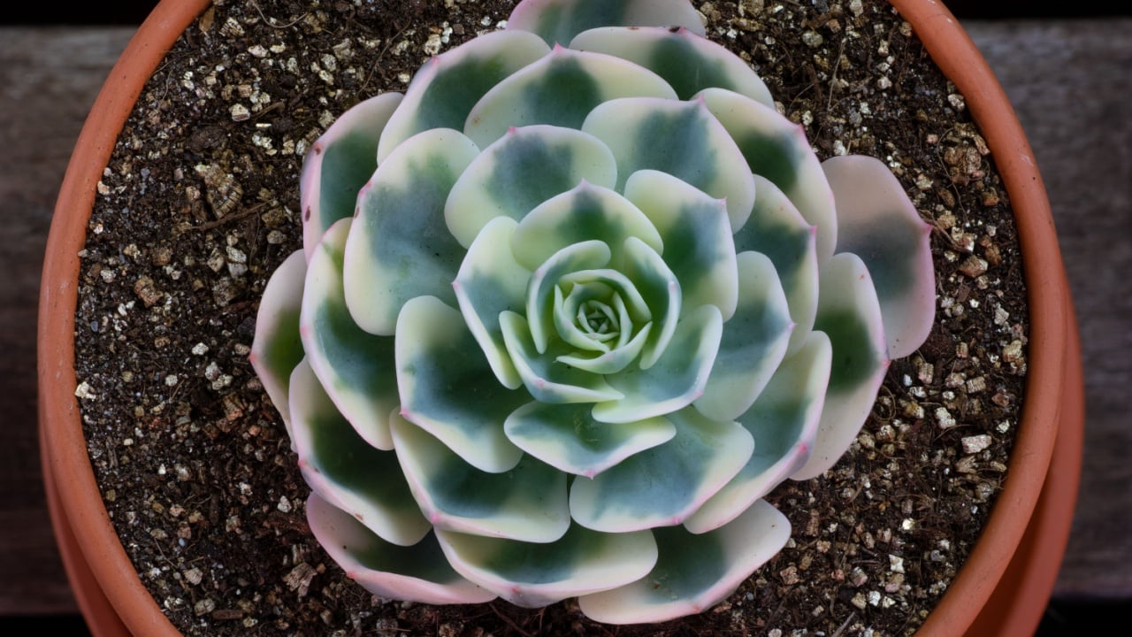 Echeveria compton carousel (Echeveria &lsquo;Compton Carousel&rsquo;) succulent