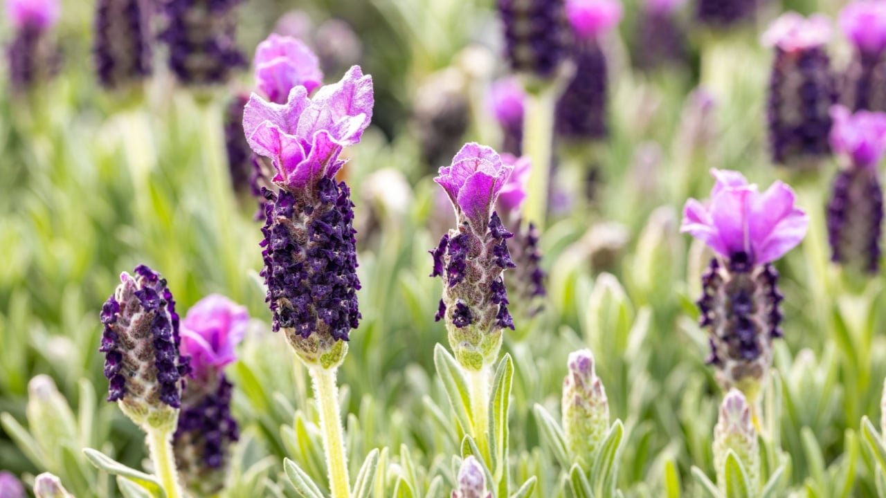 Lavandula stoechas flowers. This cultivar is the Lavandula stoechas &ldquo;Anouk&rdquo;. This plant is also called Spanish lavender, topped lavender or French lavender.