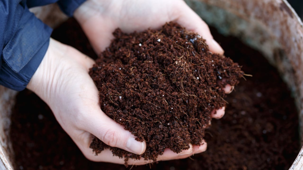 coconut coir compost sustanable potting up meadia in gardener hands