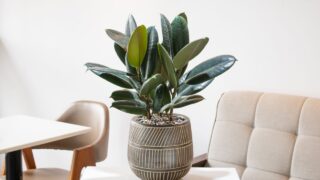 Ficus elastica (rubbery, black ficus, elastic, black prince) planted in a black ceramic pot decoration at home