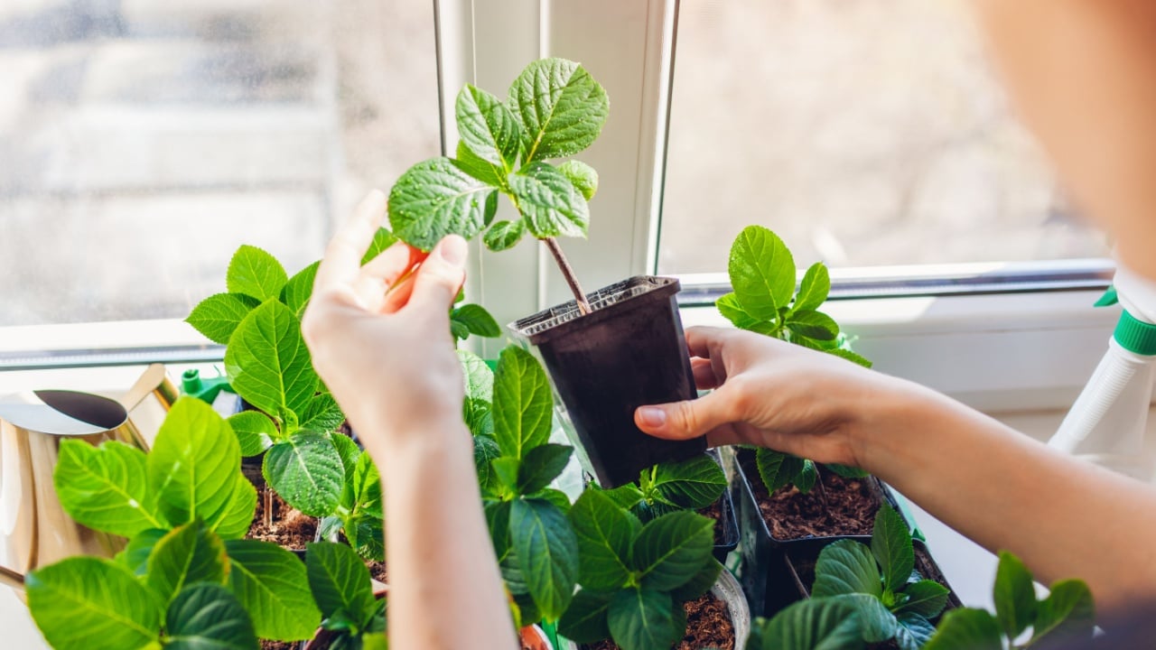 Checking new hydrangeas growing in pots at home. Gardener propagating healthy plants from cuttings.