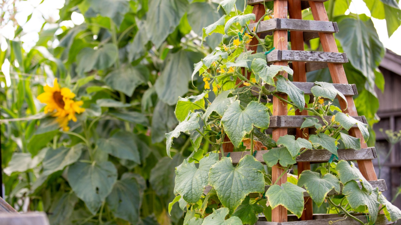 A view of a rustic farm country garden landscape of sunflowers, trellis, and climbing ivy.