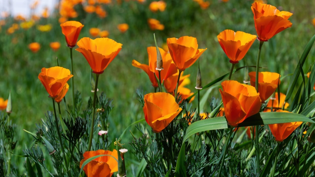 Eschscholzia californica, the California poppy, golden poppy, California sunlight or cup of gold, a species of flowering plant in the family Papaveraceae, native to the United States and Mexico. 