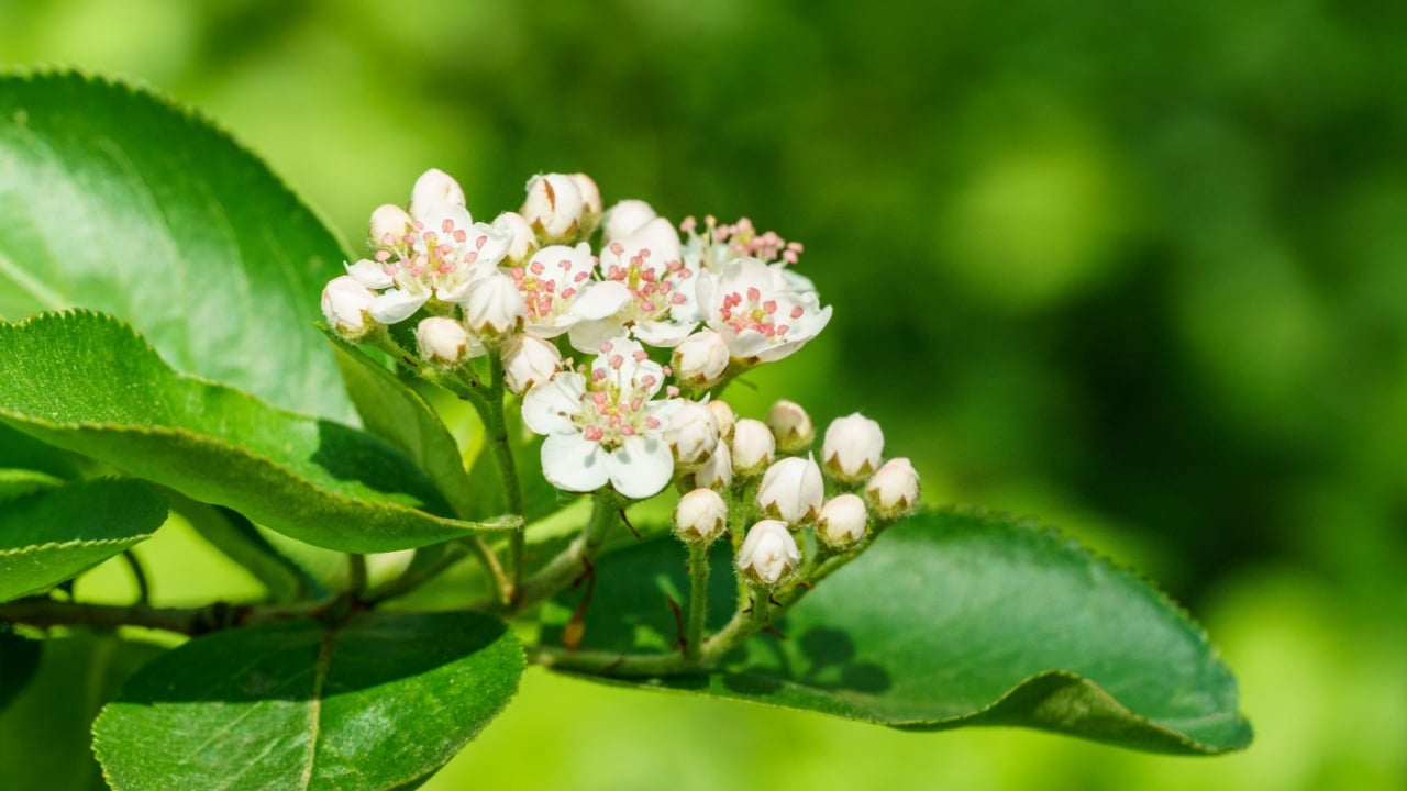 Black chokeberry