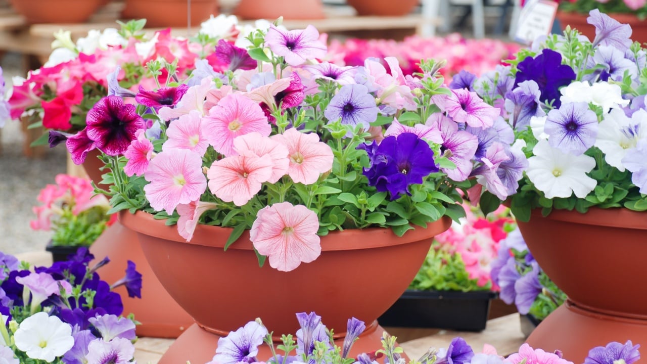 Petunia, Petunias in the tray,Petunia in the pot, multicolor petunia