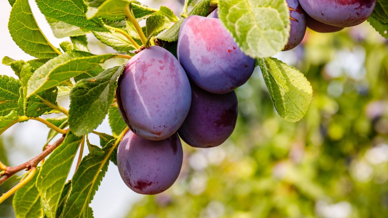Ripe plums in plum garden. Agriculture Harvesting background. Plum orchard in countryside. 