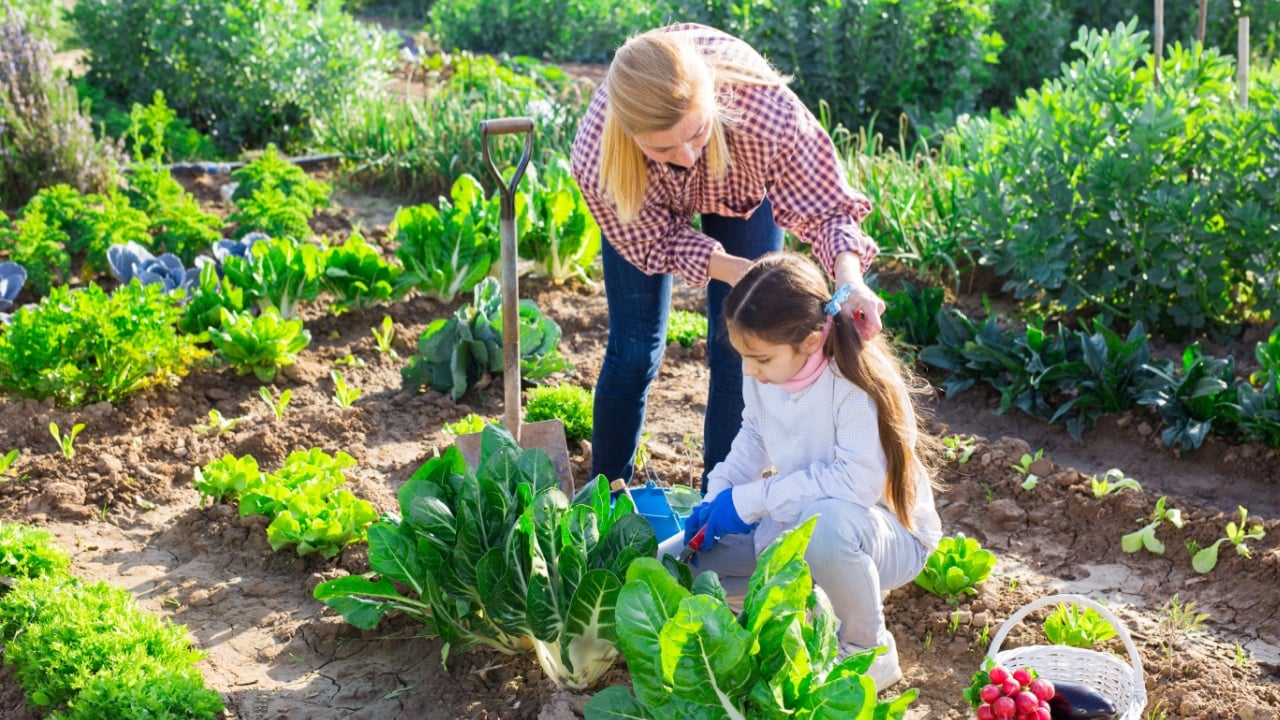 Teenage girl with her mother harvesting fresh green lettuce on a farm field on a sunny spring day