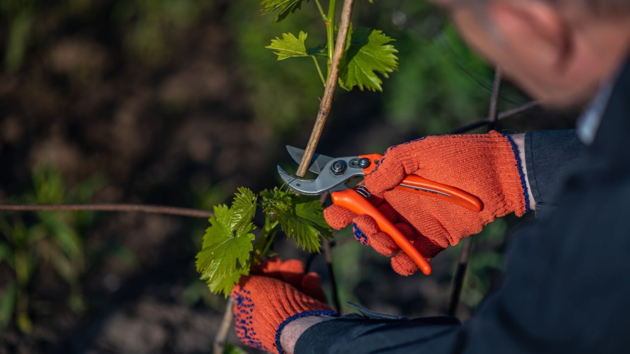 gardener pruning grapes with secateurs