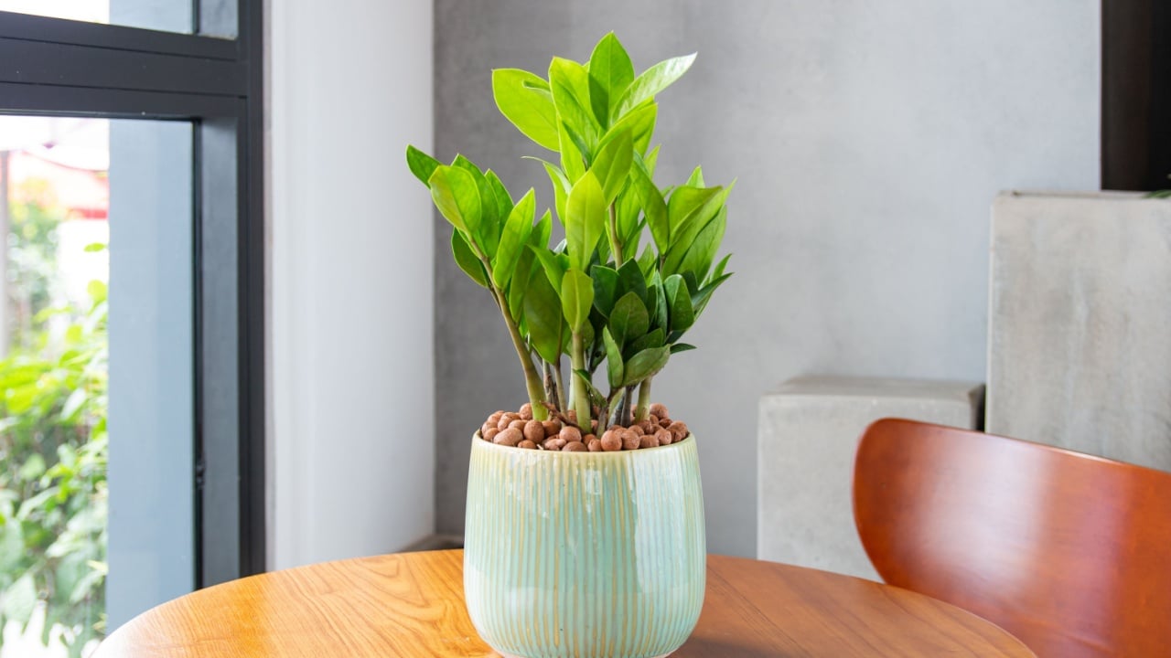 Zamioculcas zamiifolia (ZZ Plants) grown in unique enamel pots. Multi-colored planters. Decoration in the living room. Houseplant care concept. Indoor plants. Decoration on the desk.