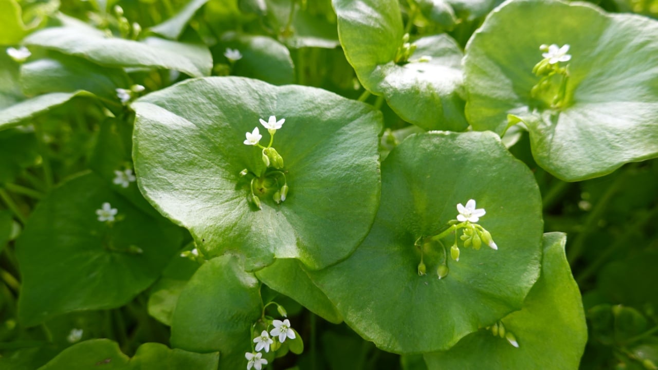 Miner's lettuce is a small, herbaceous, slightly succulent annual plant of early spring.