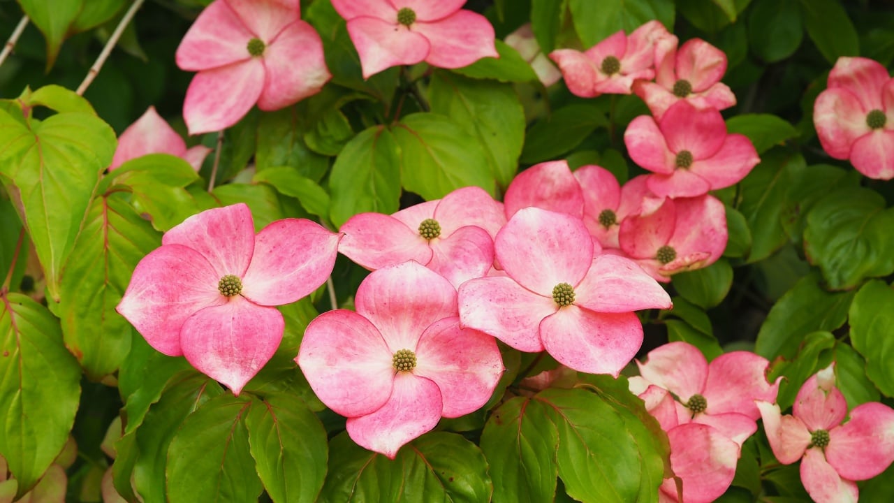 Pink flowers on a dogwood shrub, Cornus kousa Miss Satomi