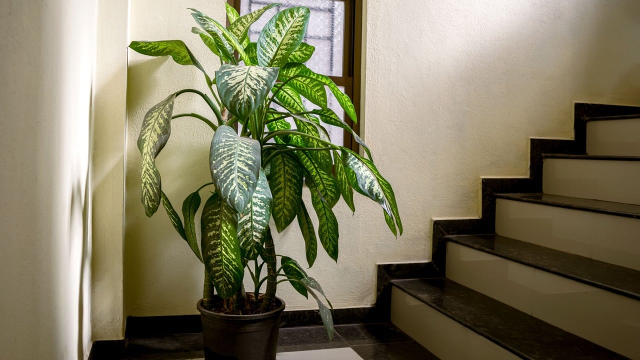 Dieffenbachia plant in pot with green and white patches on leaves placed at stairs. Dieffenbachia, commonly known as dumb cane or leopard lily which is a indoor plant.
