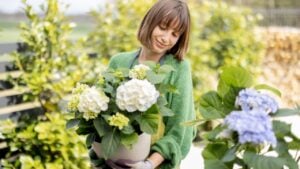 Young woman taking care of flowers in the garden. Cheerful housewife in apron replanting hydrangeas in pots outdoors. Concept of gardening and floristics