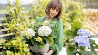Young woman taking care of flowers in the garden. Cheerful housewife in apron replanting hydrangeas in pots outdoors. Concept of gardening and floristics