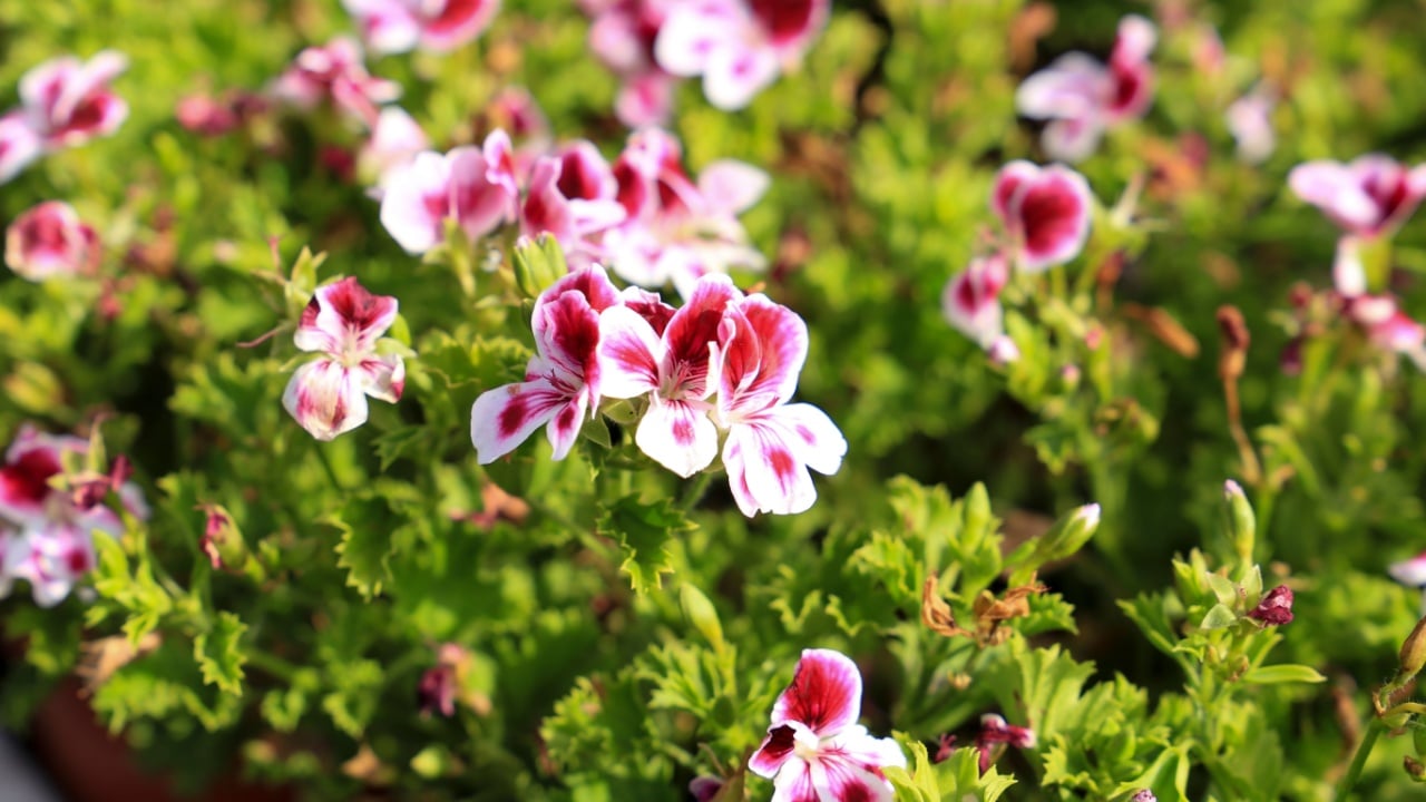 Beautiful and Scented Geranium Pelargonium Crispum plants in the garden.