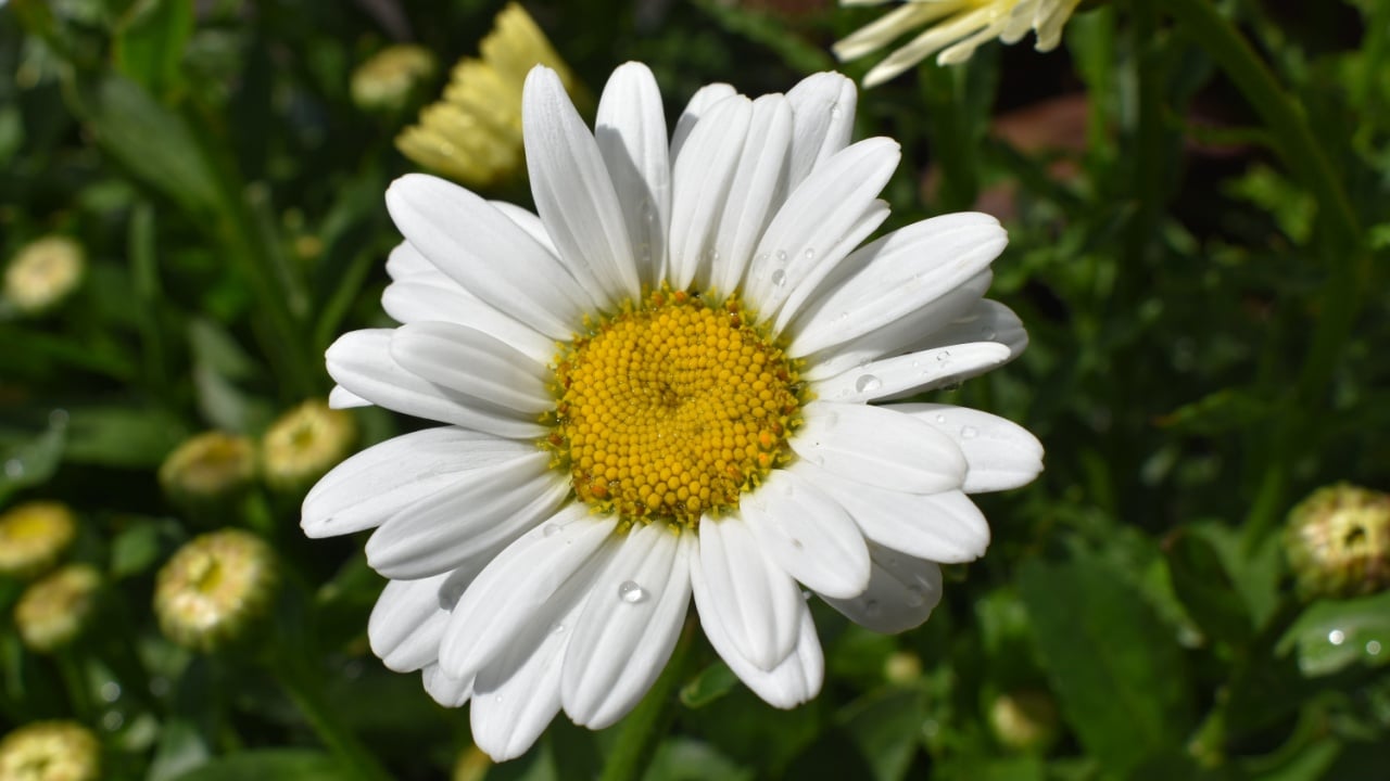 Leucanthemum x superbum 'Becky' Shasta Daisy Flower White