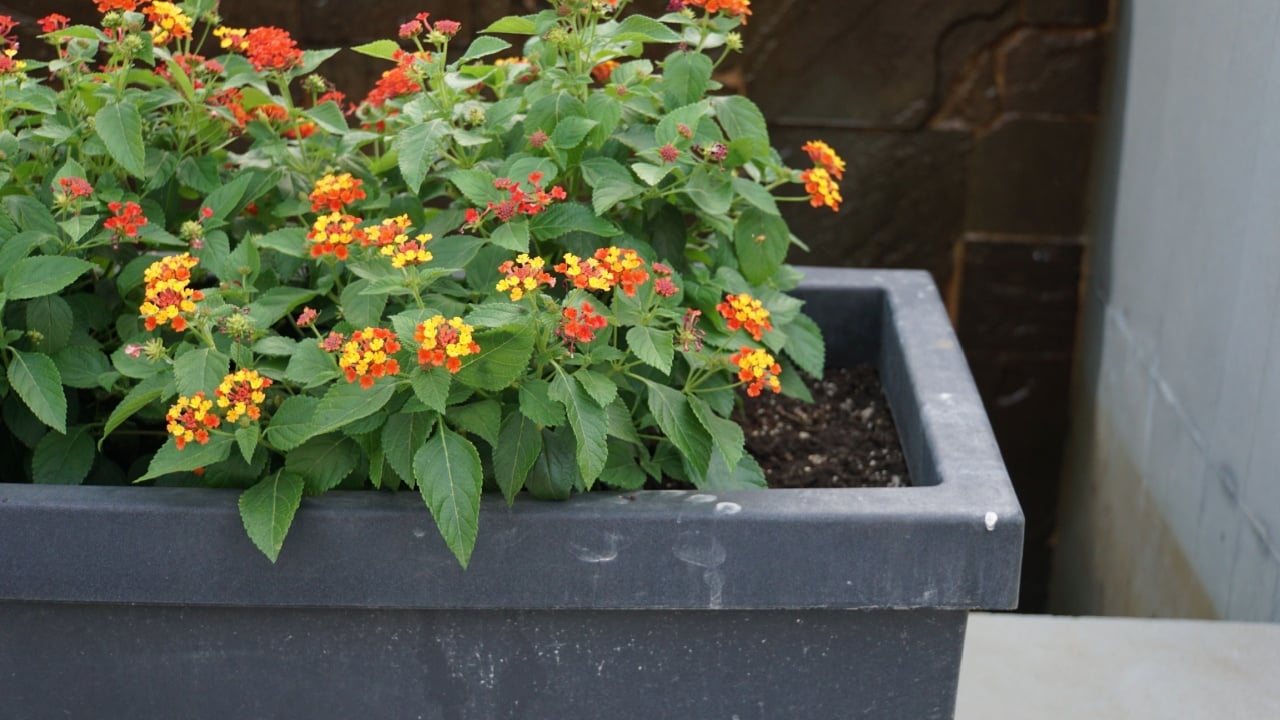 lantana flowers in plant container