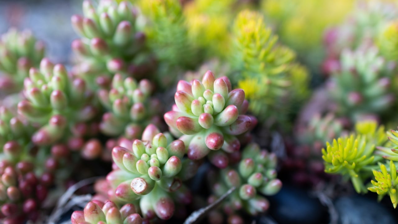 Close up of Sedum Jelly bean Succulent (Sedum rubrotinctum)
