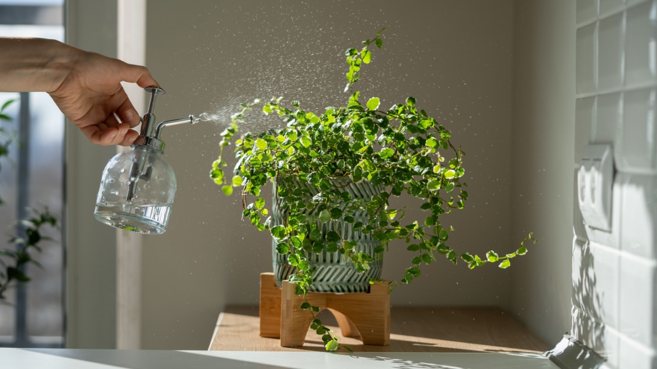 Woman spraying creeping fig Ficus Pumila houseplant in ceramic pot, using sprayer, moisturizes air surround leaves during hot summer season. Sunlight. Greenery at home. Plant care, hobby. 