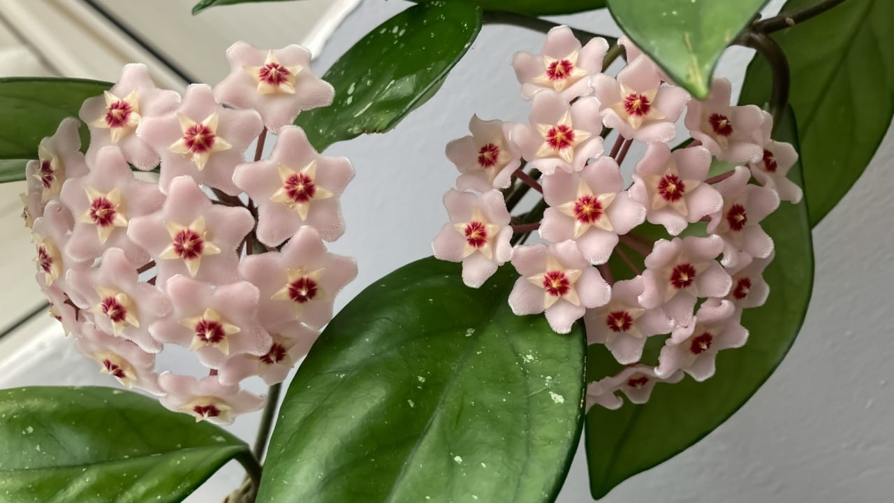 Close-up view of a cluster of pink blooming flowers of the Wax Plant (Hoya carnosa). Fragrant Hoya carnosa flowers. Selective focus.