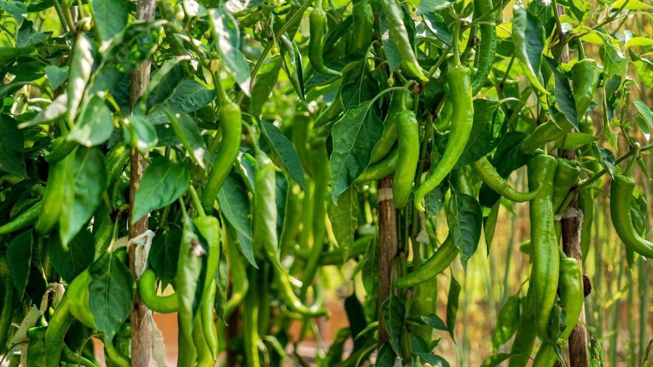 green peppers in the garden