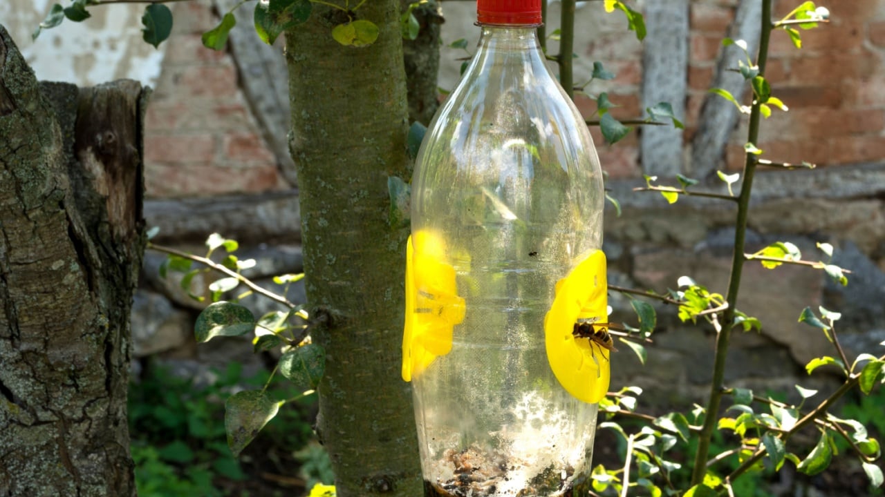 Catch for wasps and hornets with beer and vinegar as bait. The hornet enters in the trap. Bottle hang on a tree in garden full of catch. 