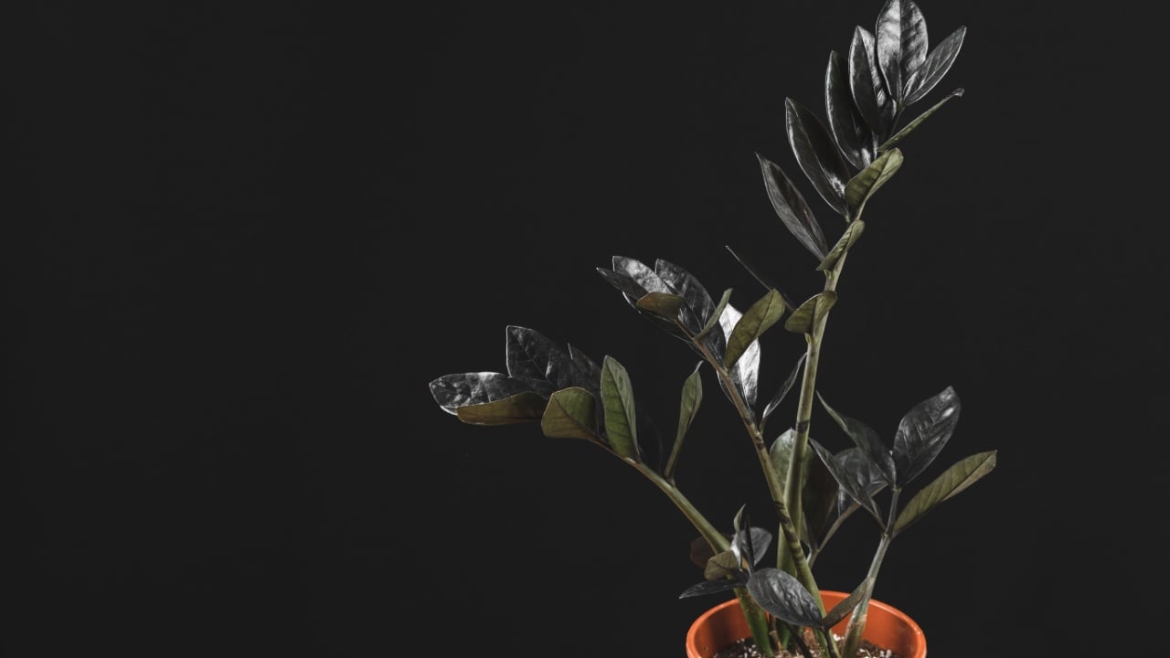 Zamioculcas Zamiifolia Raven, potted house plant with black leaves over black background with copy space. Spooky dark plants collection