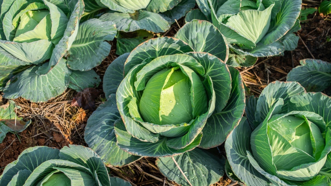 Organic cabbage grown in the vegetable garden